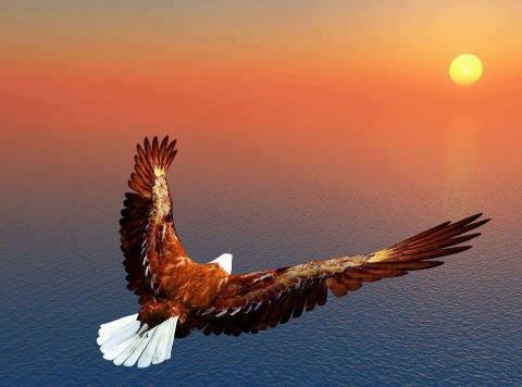 PHOTO EAGLE FLYING TO SUN